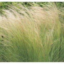 Stipa Tenuissima - pony tail [product.brand] 1 - Semillas Las Huertas 