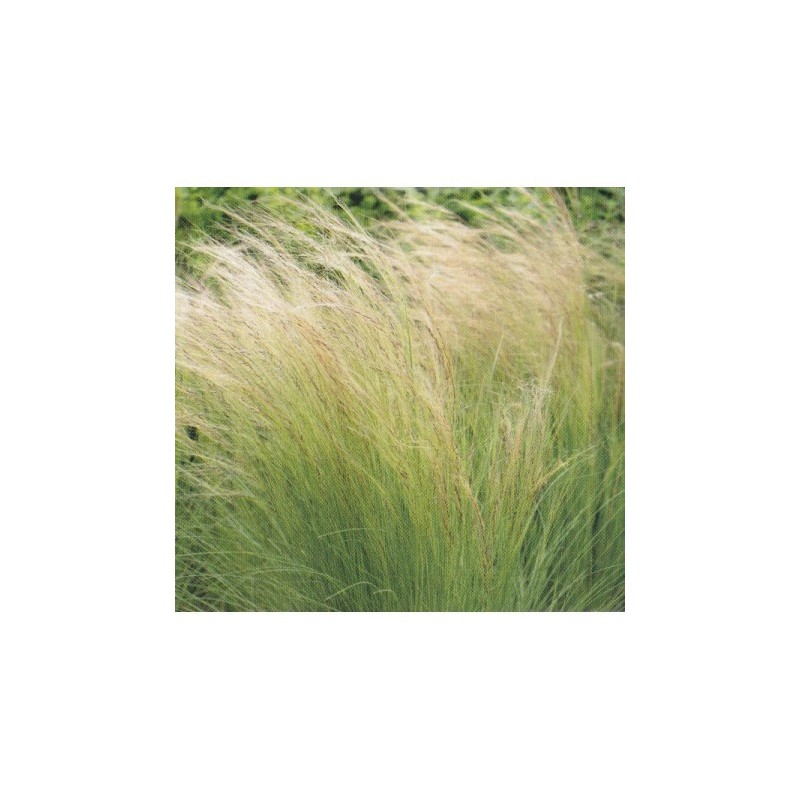 Stipa Tenuissima - pony tail [product.brand] 1 - Semillas Las Huertas 