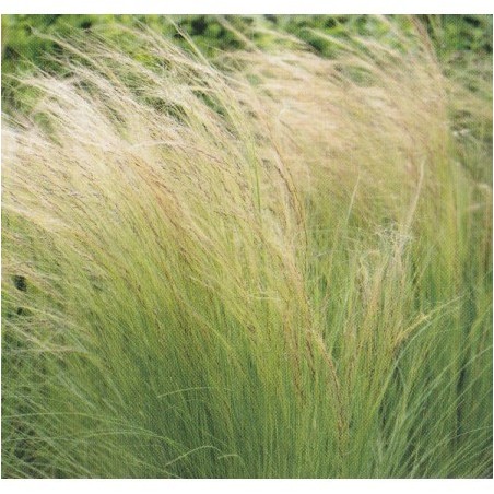 Stipa Tenuissima - pony tail [product.brand] 1 - Semillas Las Huertas 