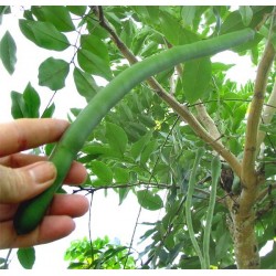 Cassia Fistula - Lluvia de oro