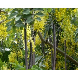 Cassia Fistula - Lluvia de oro