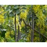 Cassia Fistula - Lluvia de oro