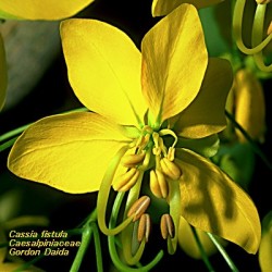 Cassia Fistula - Lluvia de oro