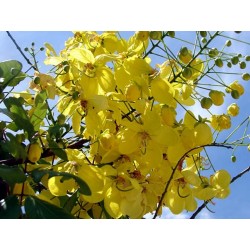 Cassia Fistula - Lluvia de oro