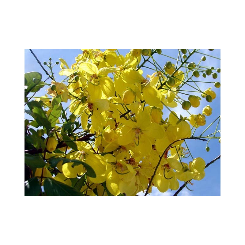 Cassia Fistula - Lluvia de oro