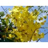 Cassia Fistula - Lluvia de oro