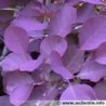 Cornus Kousa var. Chinensis