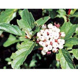 Árbol Cornejo - Cornus Alba Florida