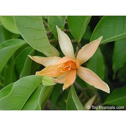 Magnolia Ampac - Michelia Champaca