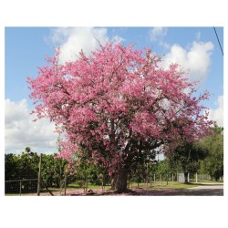 Chorisia Speciosa - Palo borracho