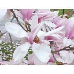 Magnolia Soulangeana - Magnolio Chino