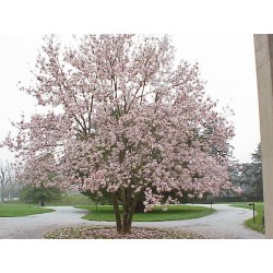 Magnolia Soulangeana - Magnolio Chino