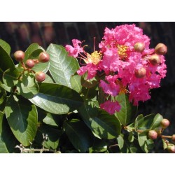 Lagerstroemia Indica - Árbol de Júpiter