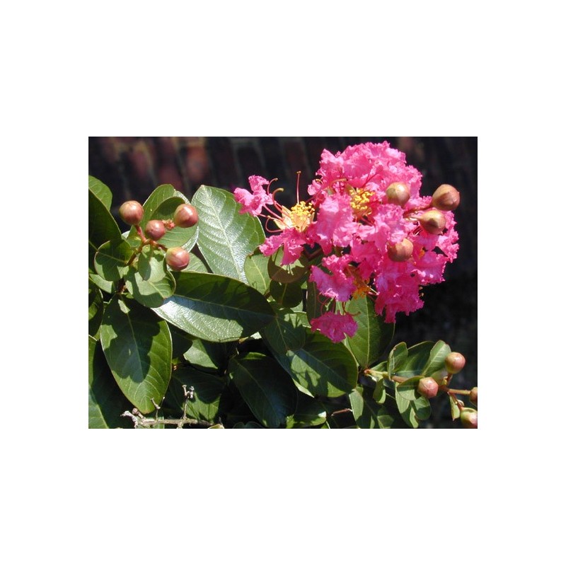 Lagerstroemia Indica - Árbol de Júpiter