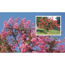 Lagerstroemia Indica - Árbol de Júpiter