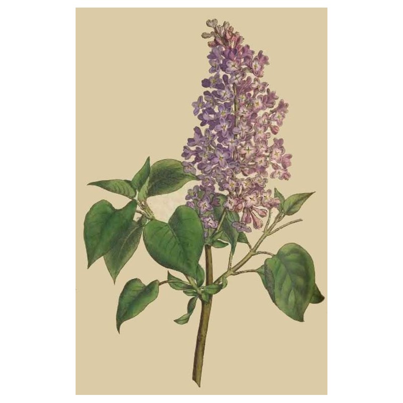 Syringa Vulgaris - Lilo o Lila