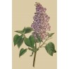 Syringa Vulgaris - Lilo o Lila