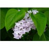 Syringa Vulgaris - Lilo o Lila