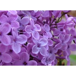 Syringa Vulgaris - Lilo o Lila