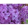 Syringa Vulgaris - Lilo o Lila