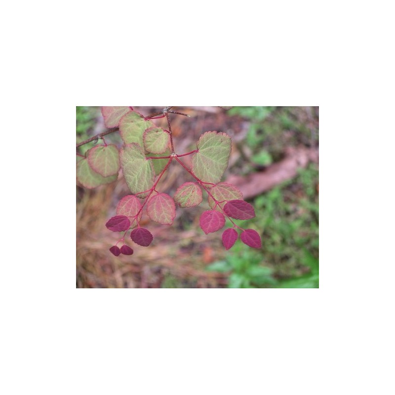 Cercidiphyllum Japonicum - Árbol de Katsura