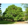 Cercidiphyllum Japonicum - Árbol de Katsura