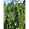 Cercidiphyllum Japonicum - Árbol de Katsura