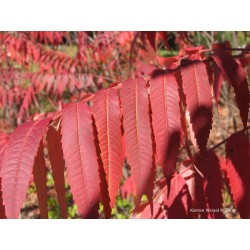 Rhus Typhina - Zumaque