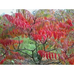 Rhus Typhina - Zumaque