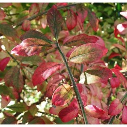 Euonymus Alatus - Bonetero