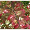 Euonymus Alatus - Bonetero