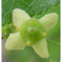 Euonymus Alatus - Bonetero