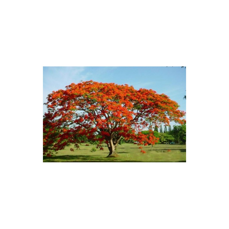 Caesalpinia Pulcherrima - Flamboyant enano