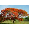 Caesalpinia Pulcherrima - Flamboyant enano