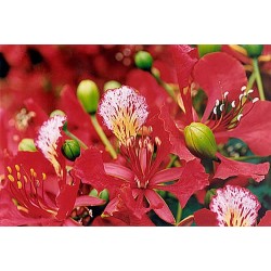 Delonix Regia - Flamboyant