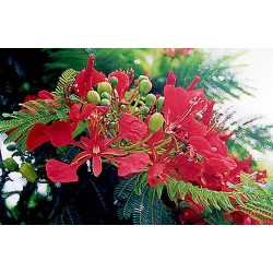 Delonix Regia - Flamboyant