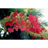 Delonix Regia - Flamboyant