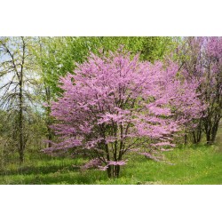 Árbol del amor - Cercis Canadensis