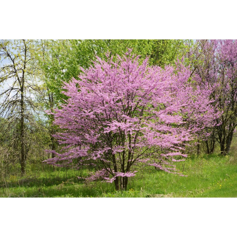 Árbol del amor - Cercis Canadensis