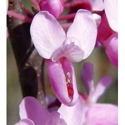 Árbol del amor - Cercis Canadensis