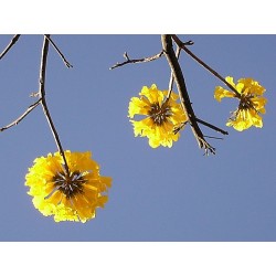 Árbol primavera - Tabebuia Donnell Smithii