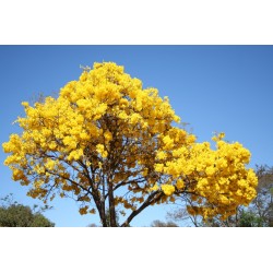 Árbol primavera - Tabebuia Donnell Smithii