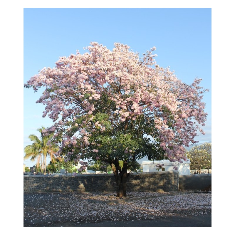 Tabebuia Rosea - Guayacán rosa ornamental