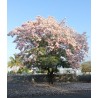 Tabebuia Rosea - Guayacán rosa ornamental