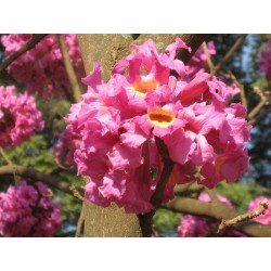 Tabebuia Rosea - Guayacán rosa ornamental