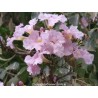 Tabebuia Rosea - Guayacán rosa ornamental