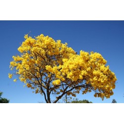 Tabebuia Chrysotricha - Guayacán