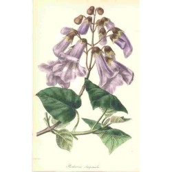 Paulownia Tomentosa - Kiri