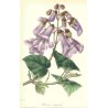 Paulownia Tomentosa - Kiri