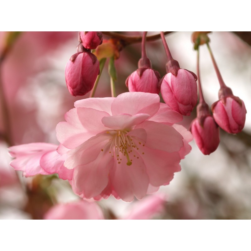 Prunus Triloba  - Ciruelo de flor